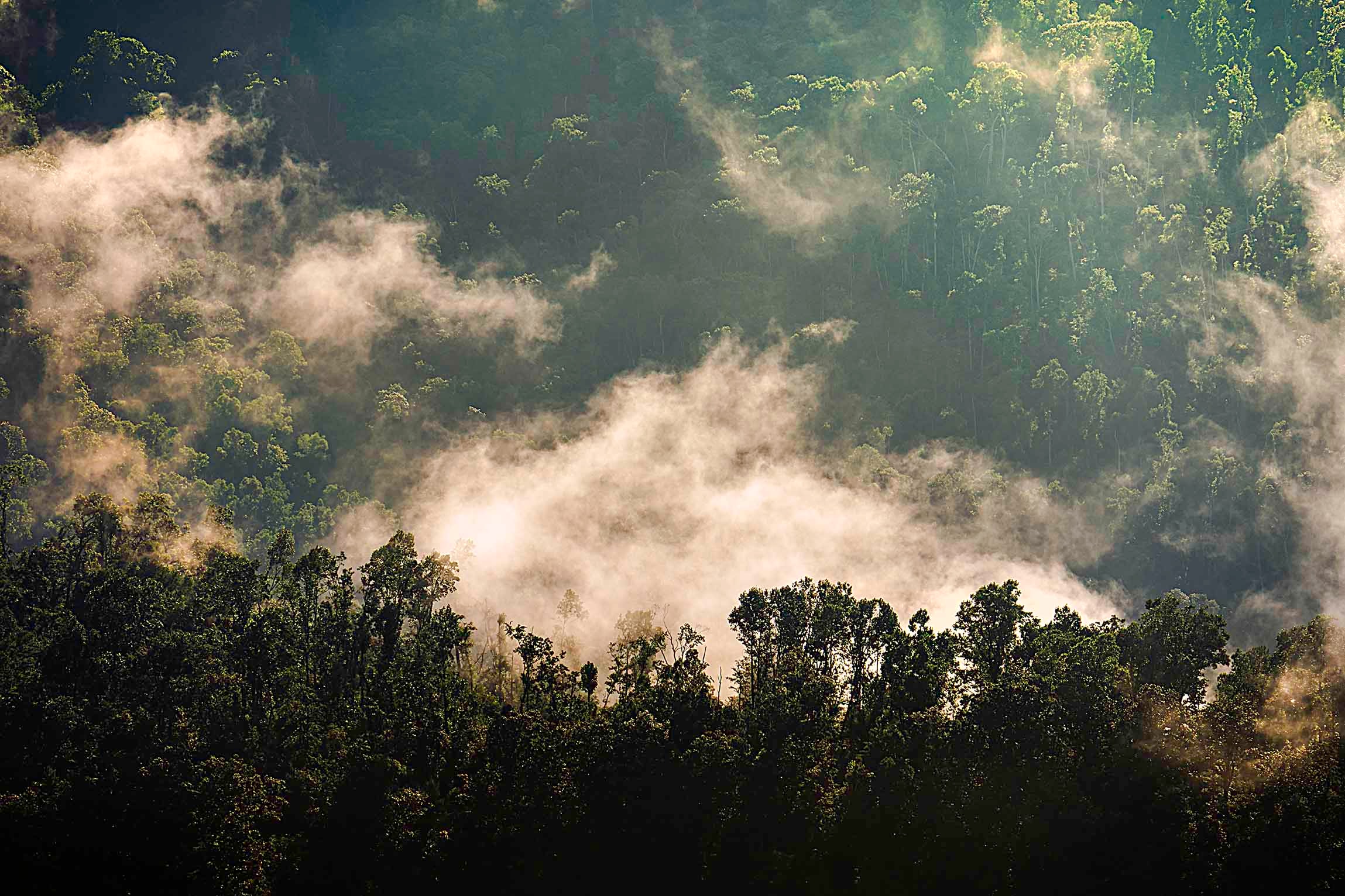Morning mist lifting through a sunlit Appalachian forest canopy