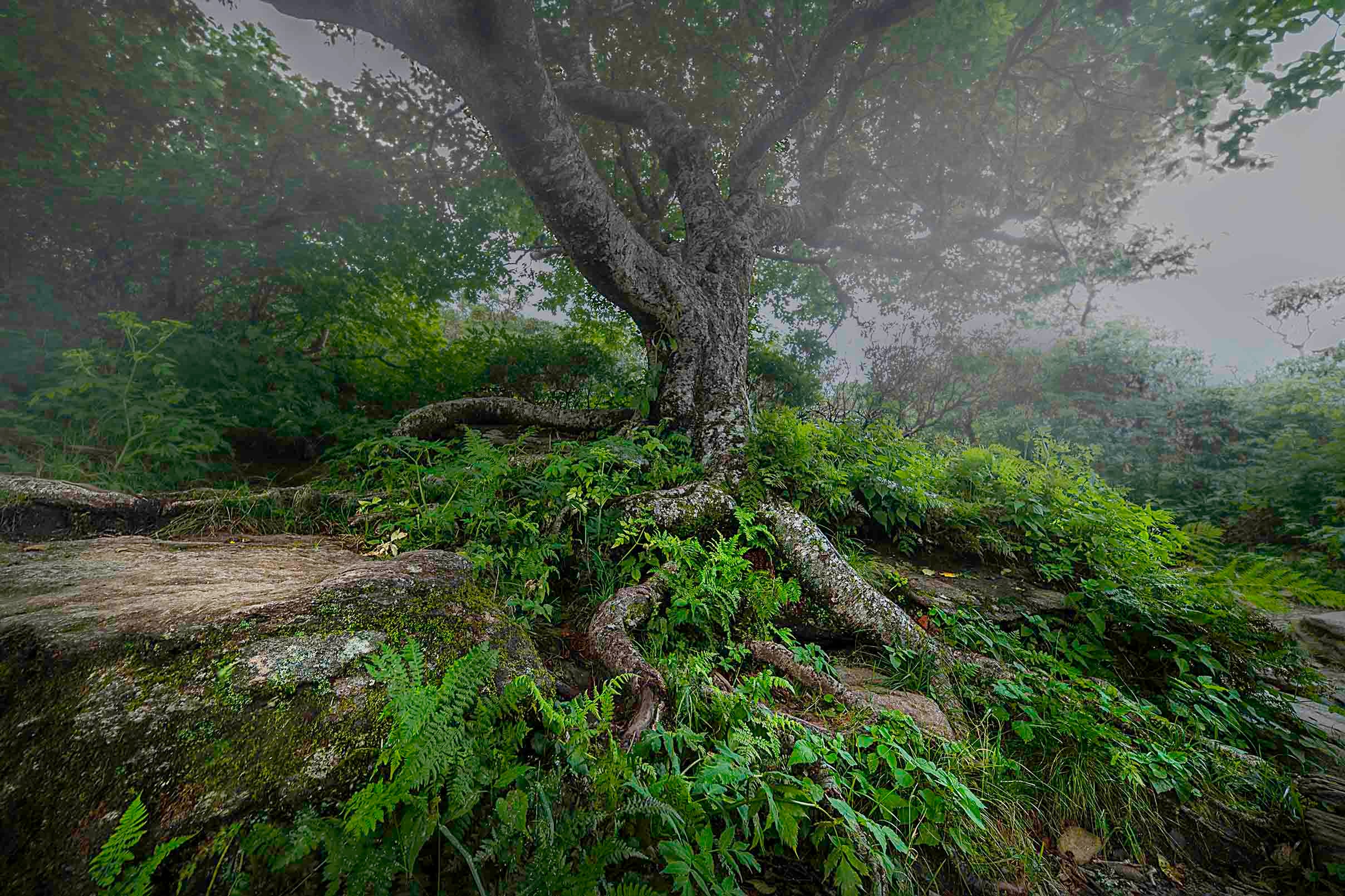 Ancient gnarled tree with exposed roots gripping mossy rocks in a misty forest on Craggy Pinnacle