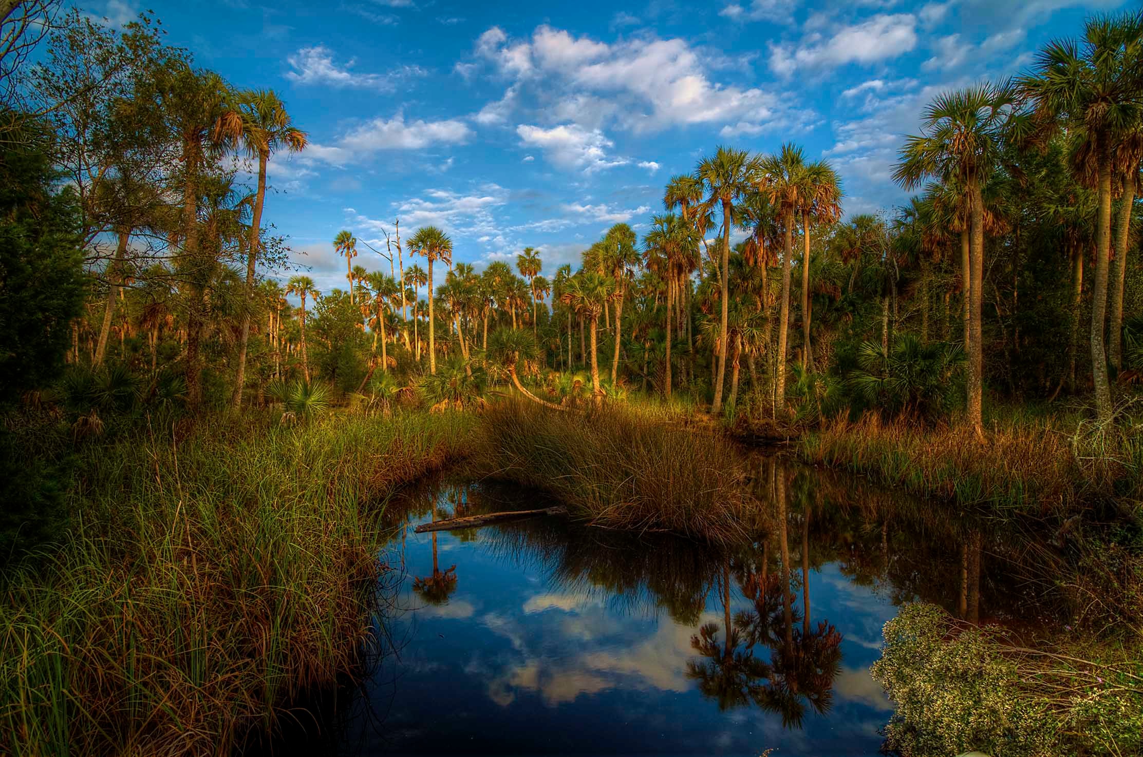 Afternoon light on a Florida wetland pond surrounded by tall sabal palms and their reflections