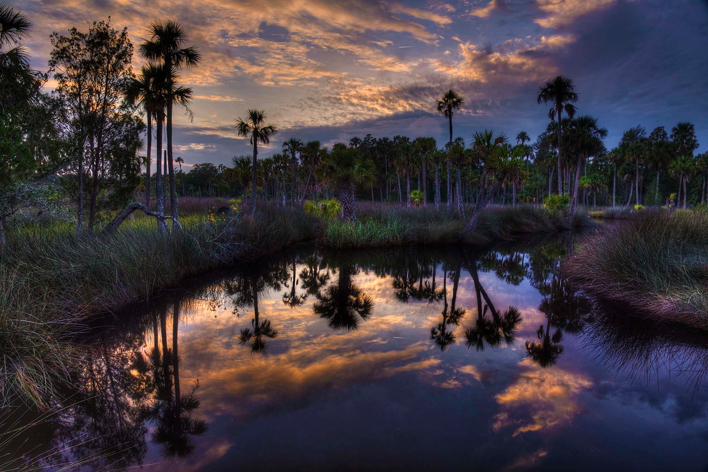 Fading sunset light over a Florida wetland with palm reflections in still dark water