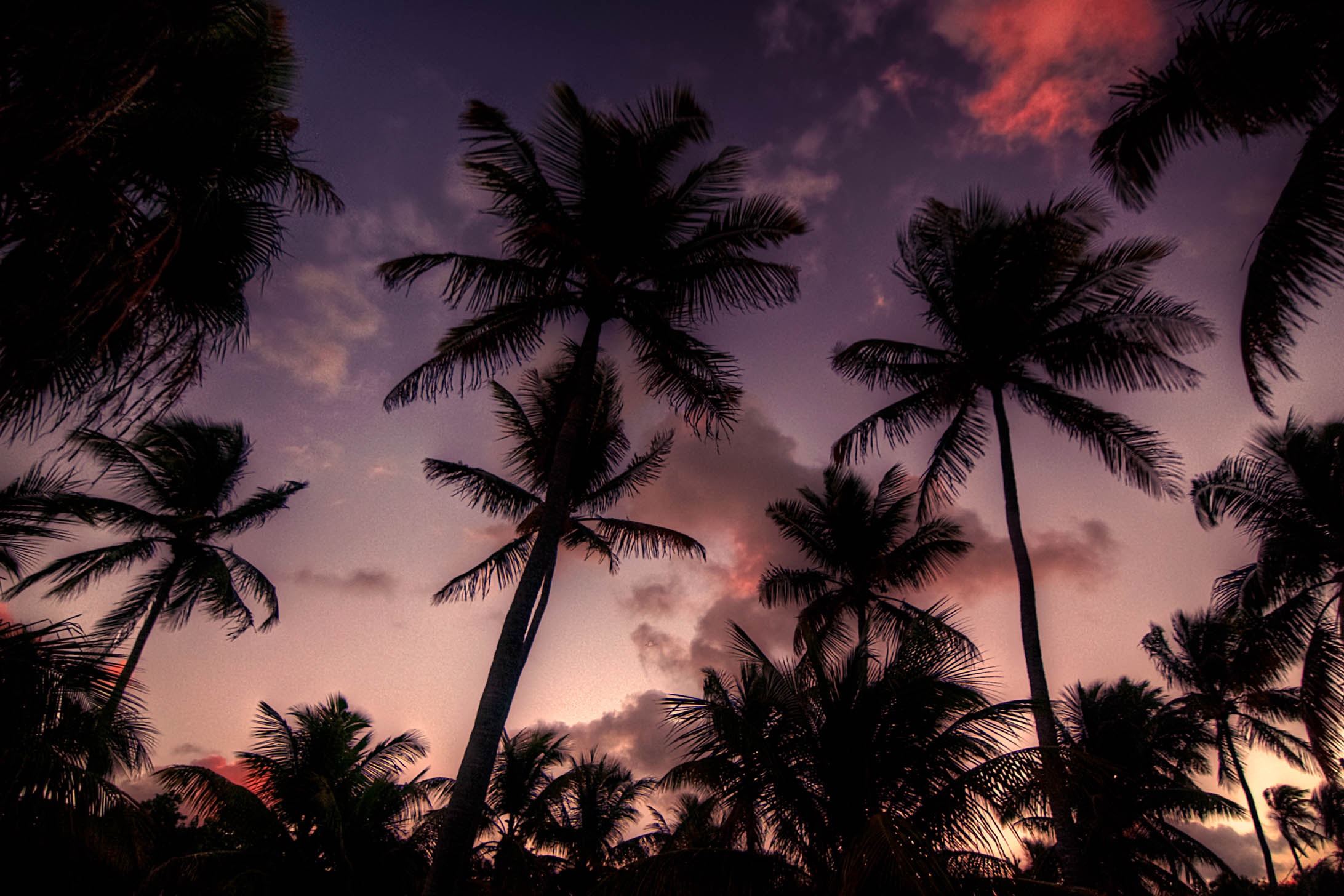 Silhouetted coconut palms reaching into a purple and pink twilight sky