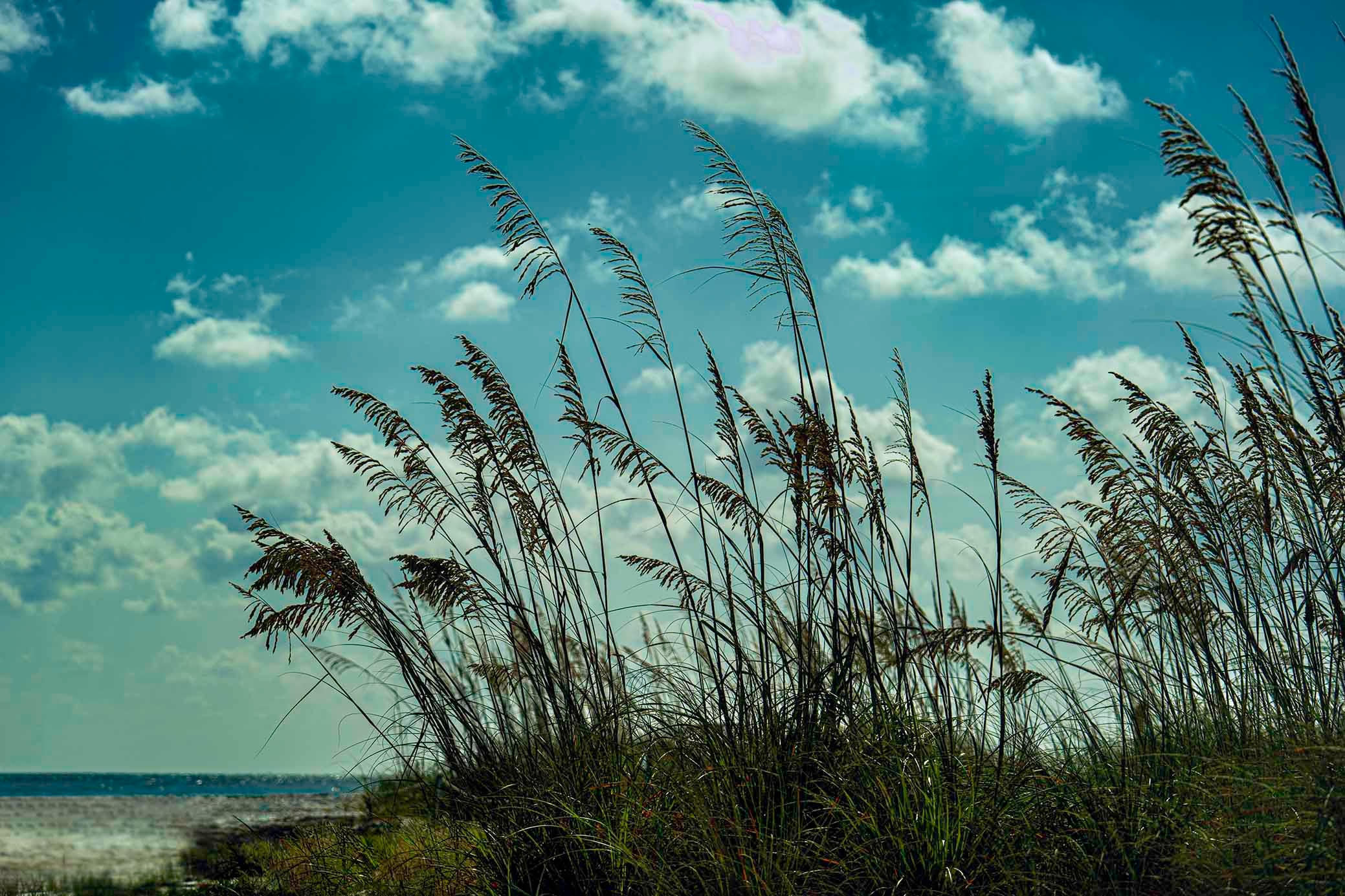 Sea oats swaying in the breeze against a teal summer sky