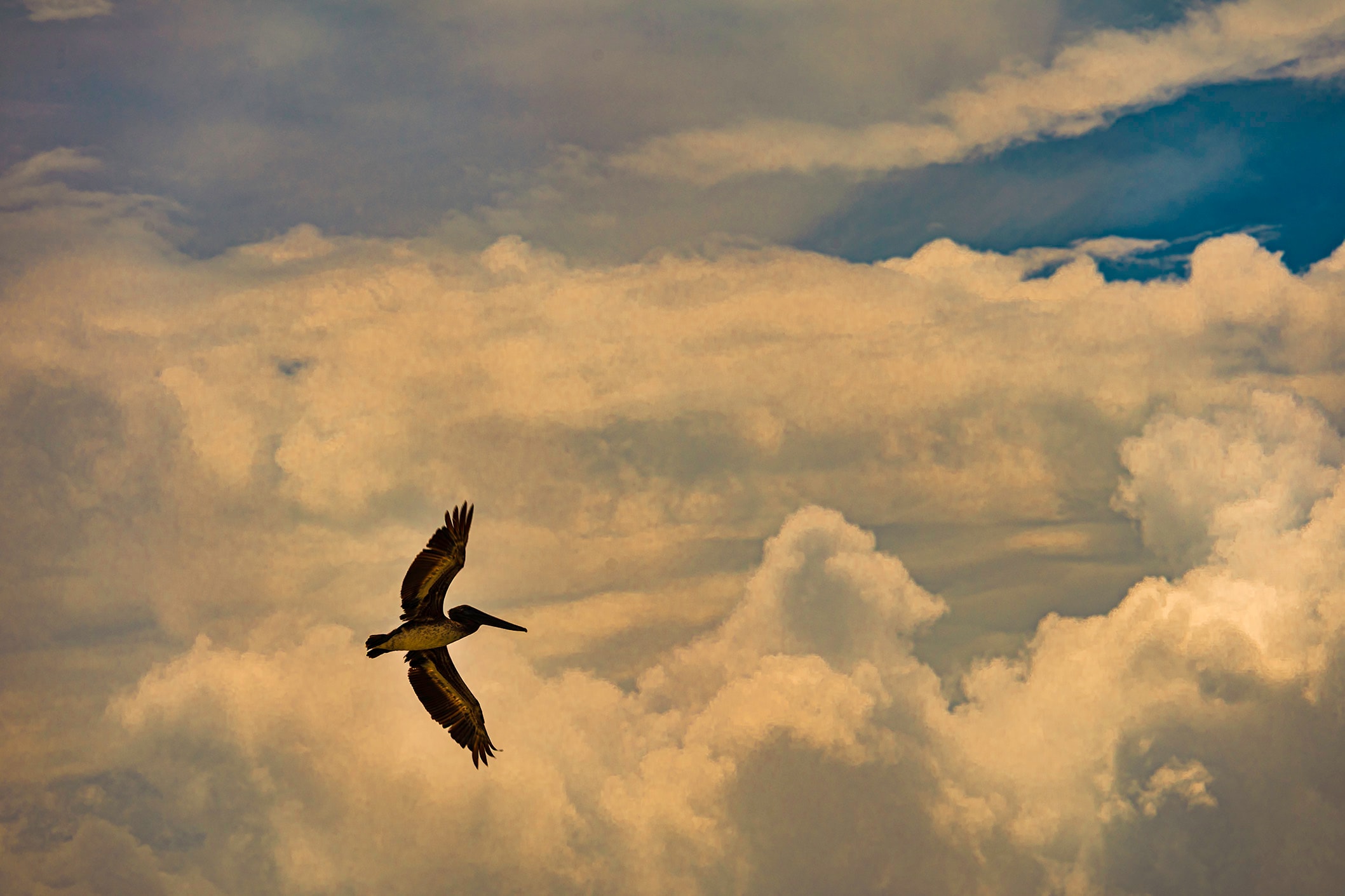 A pelican soaring against dramatic golden storm clouds