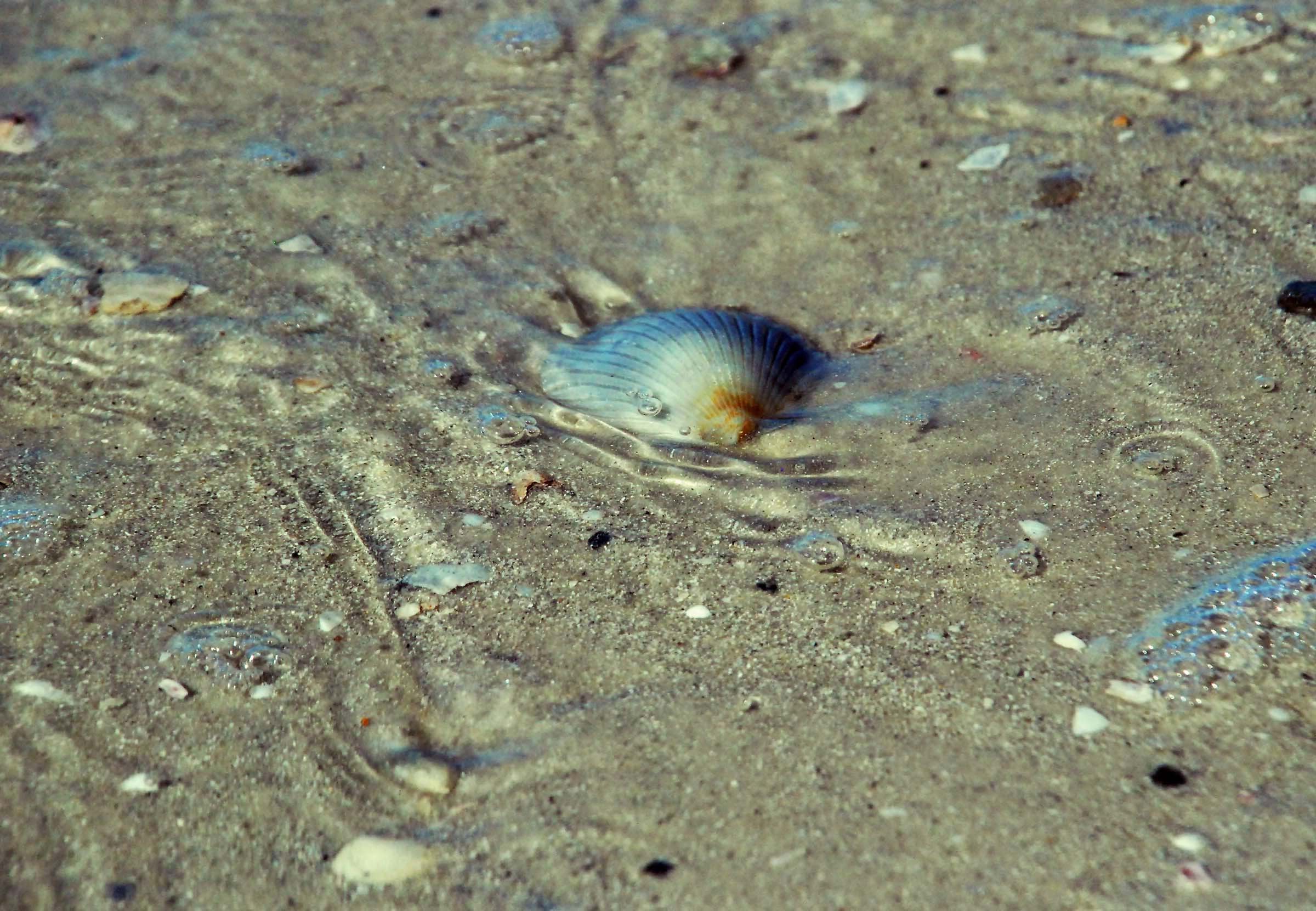 A single coquina clam half-buried in the wet sand at the surf line, surrounded by the delicate swirl patterns left by receding waves