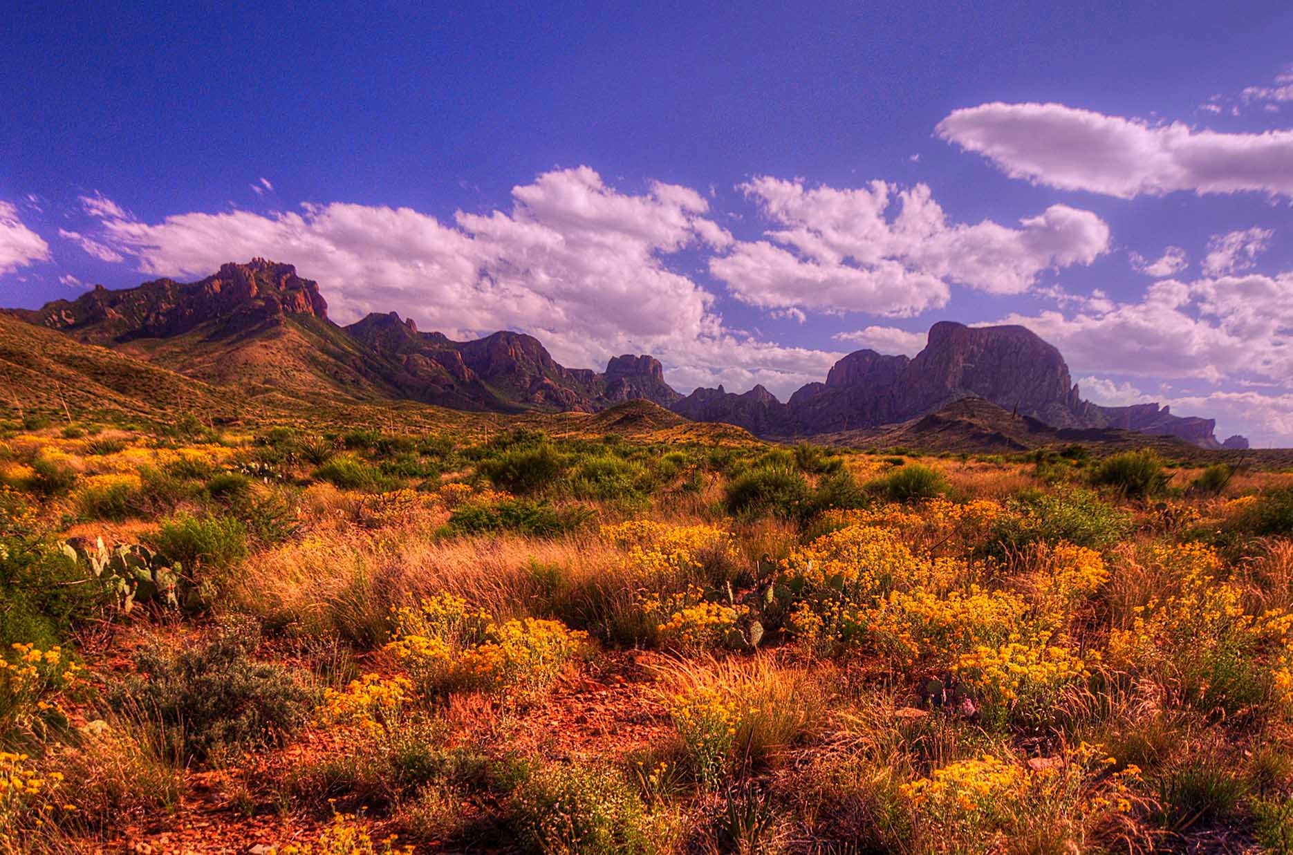 Yellow wildflowers carpeting the desert floor before the rugged Chisos Mountains under a vivid blue May sky in Big Bend