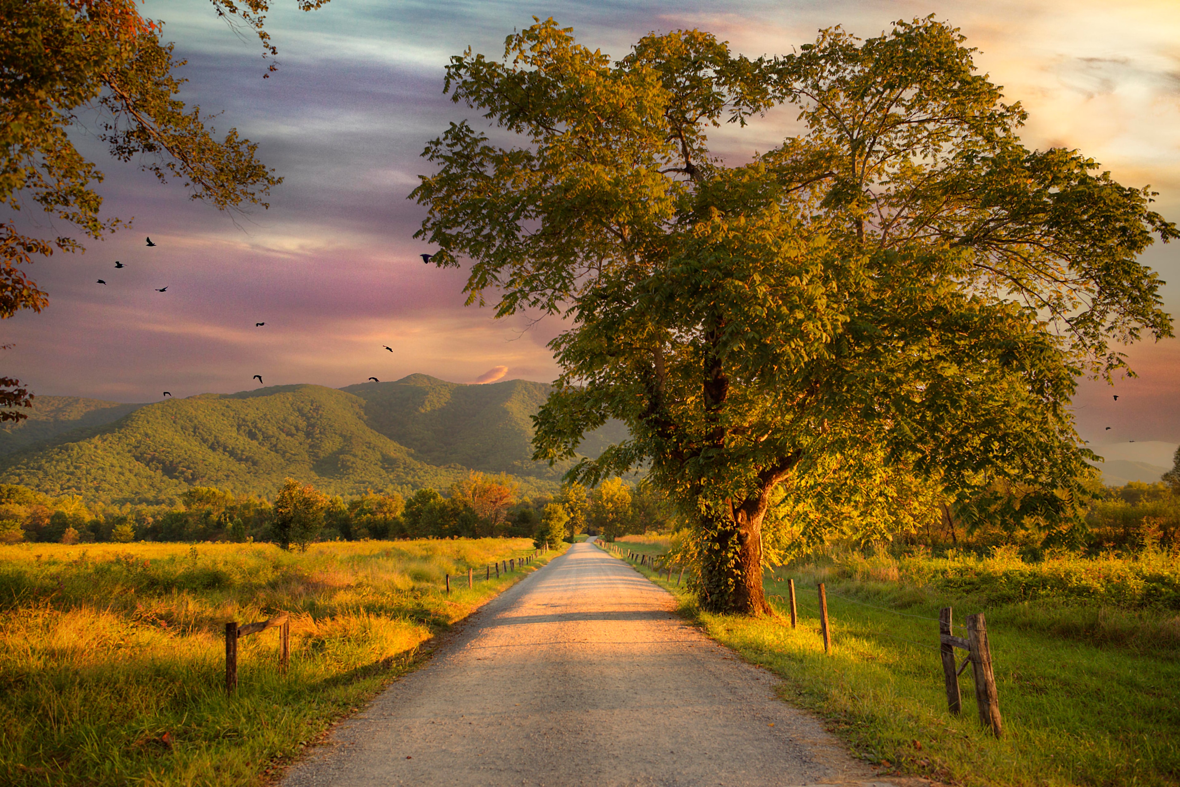 A country road lined by a great oak tree stretching toward the Smoky Mountains under a painterly purple and gold sunset sky, birds in flight, Cades Cove Tennessee