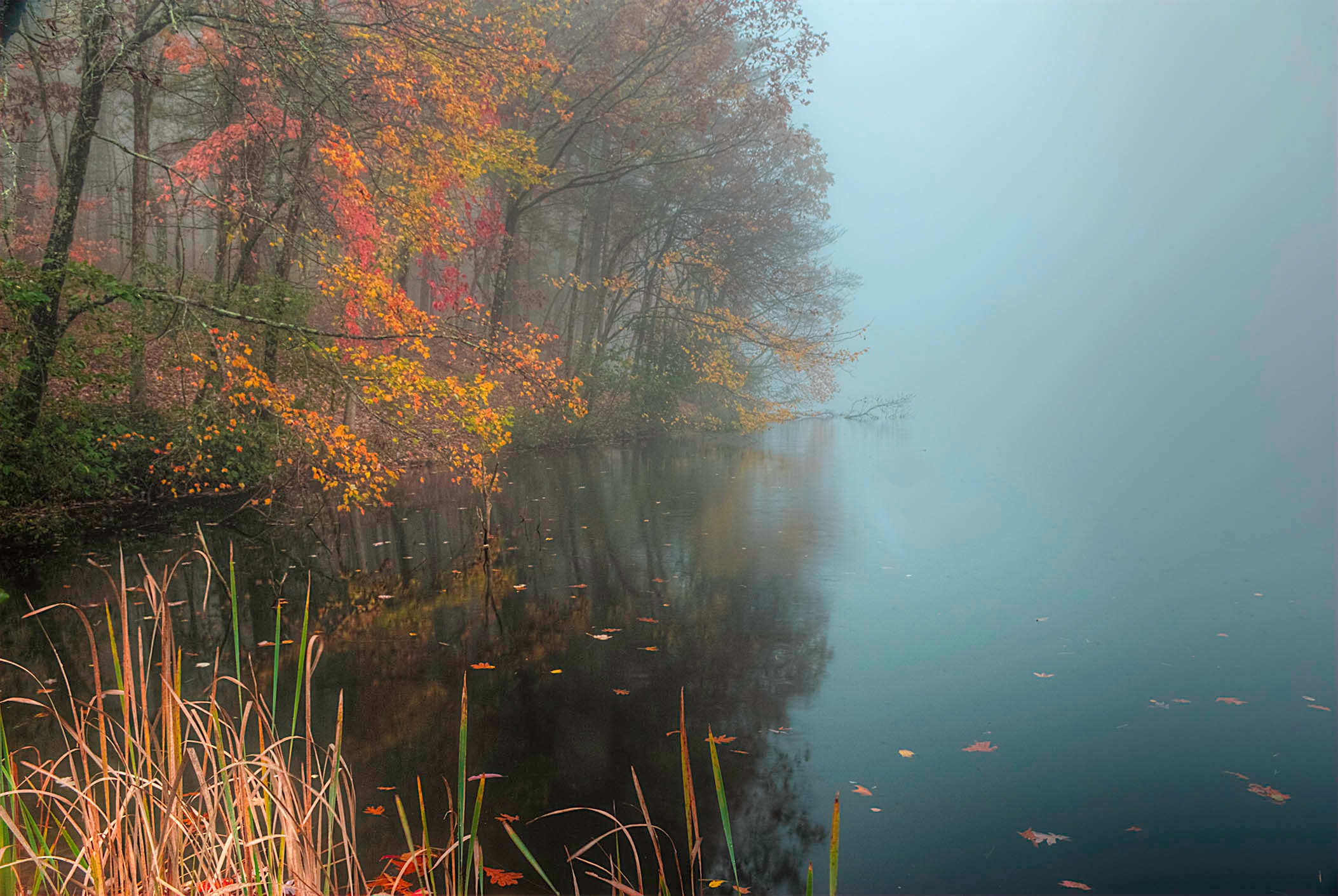 Autumn foliage in red, orange and gold reflected in a still misty lake, fallen leaves floating on the surface