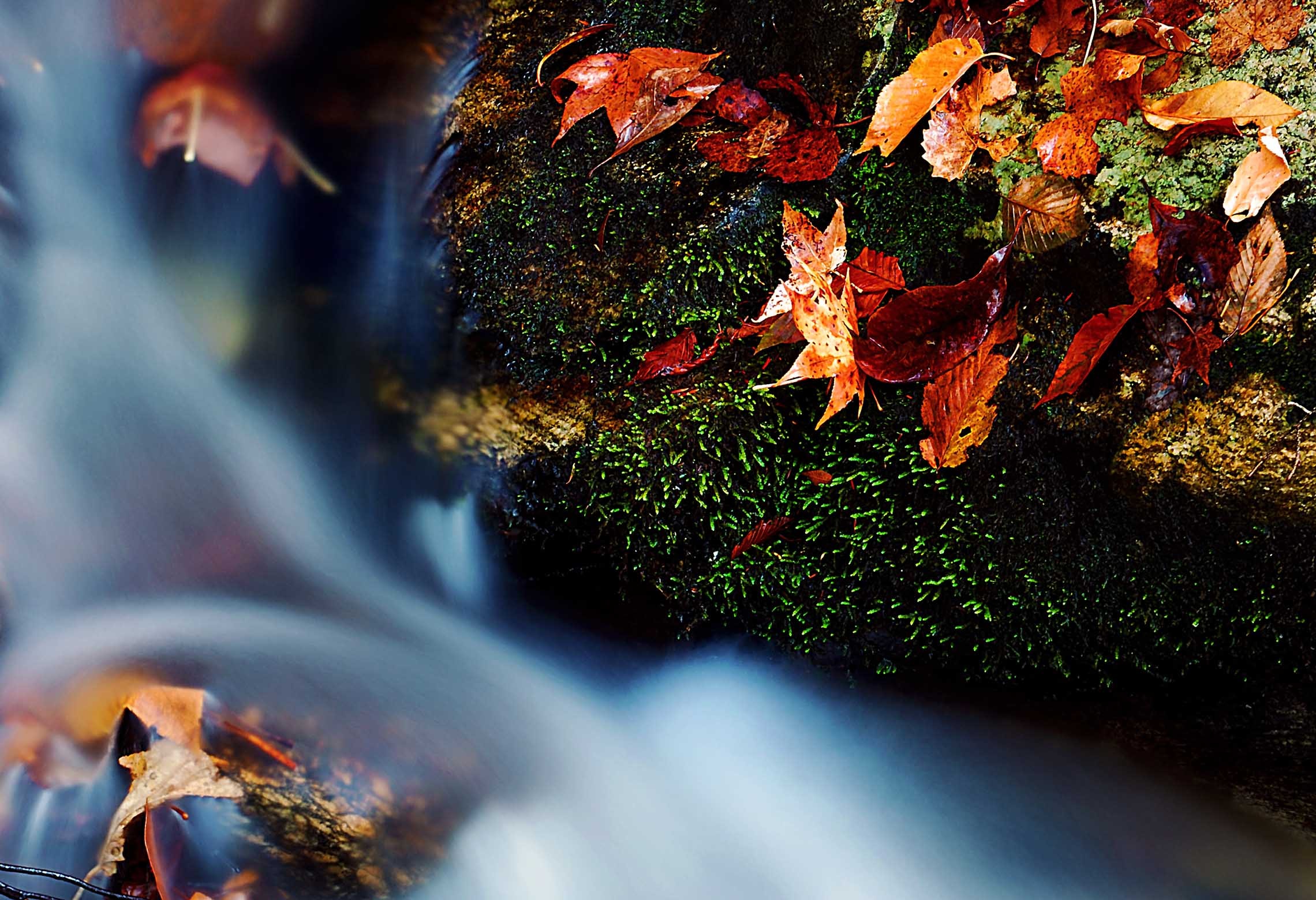 Close-up of crimson and brown autumn leaves resting on a moss-covered boulder beside silky flowing water