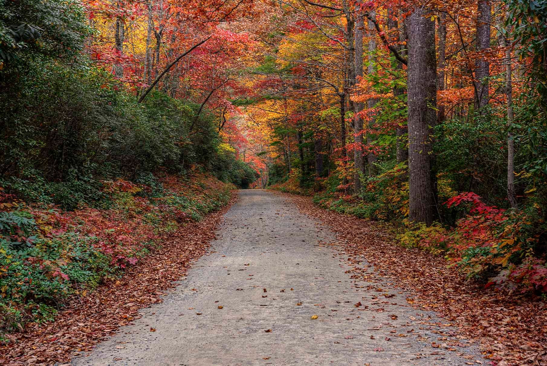 A gravel road disappearing into a tunnel of blazing red, orange and gold autumn trees in the Smoky Mountains