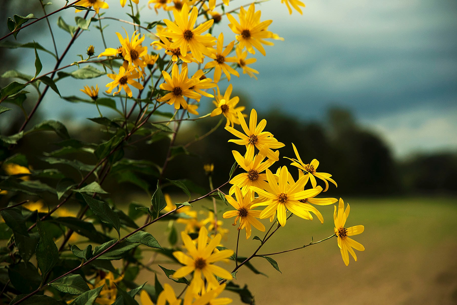 Bright yellow wildflowers blooming against a moody dark storm sky at the edge of an autumn meadow