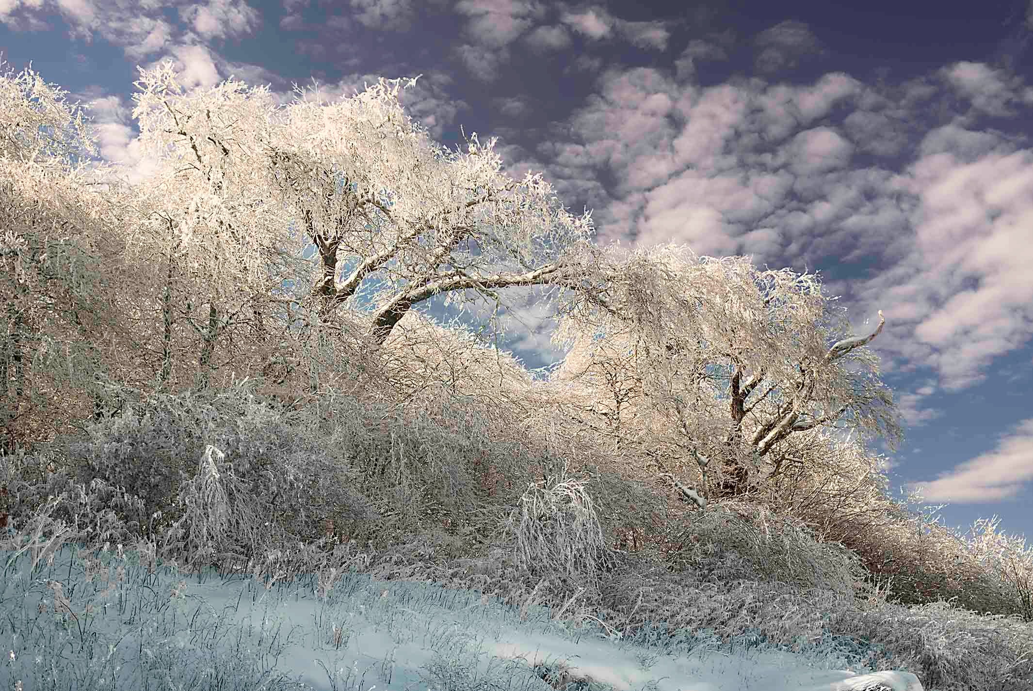 Ice-laden trees glowing white against a dramatic blue and white winter sky