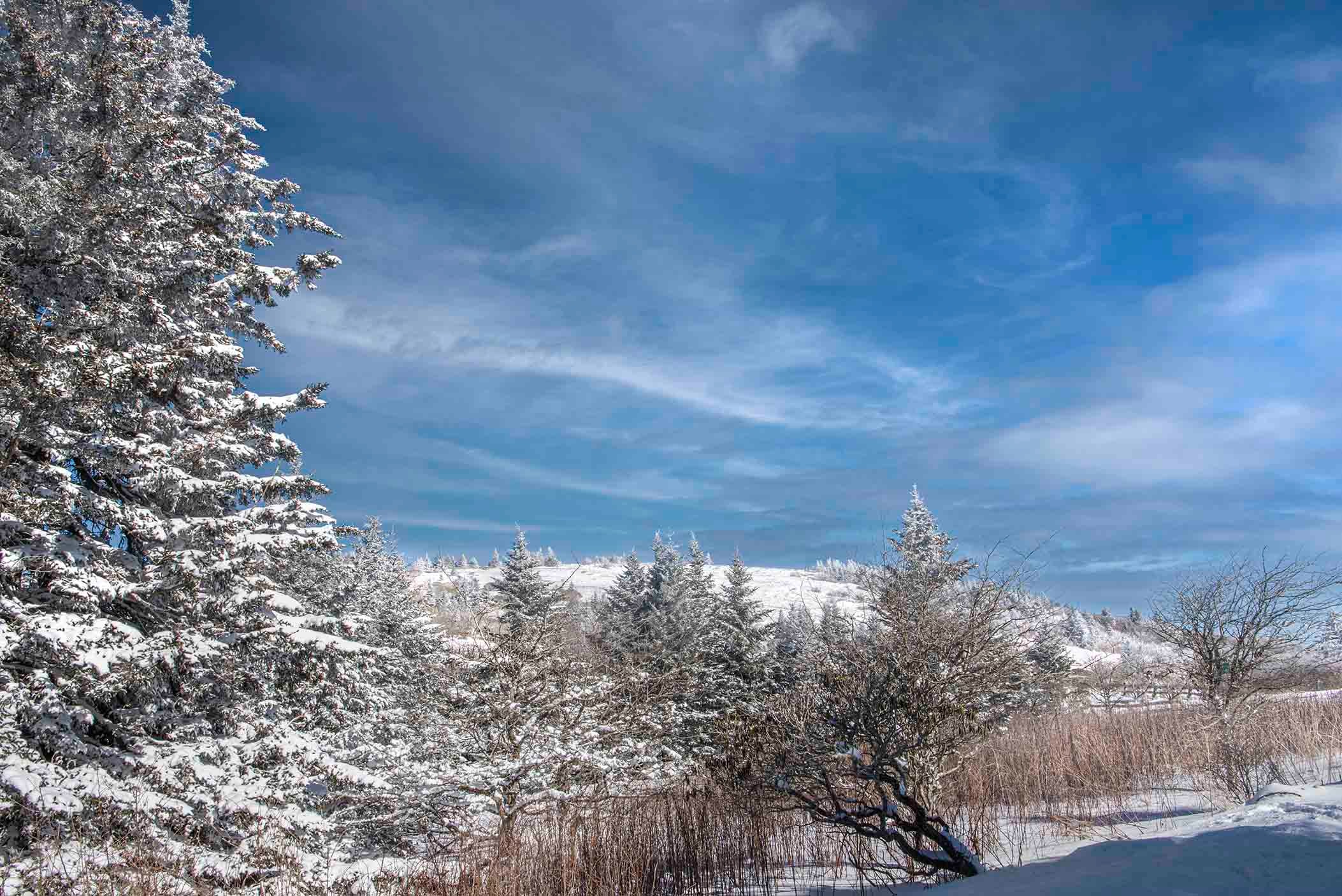 Snow-covered spruce and fir trees at Carvers Gap under a brilliant blue winter sky