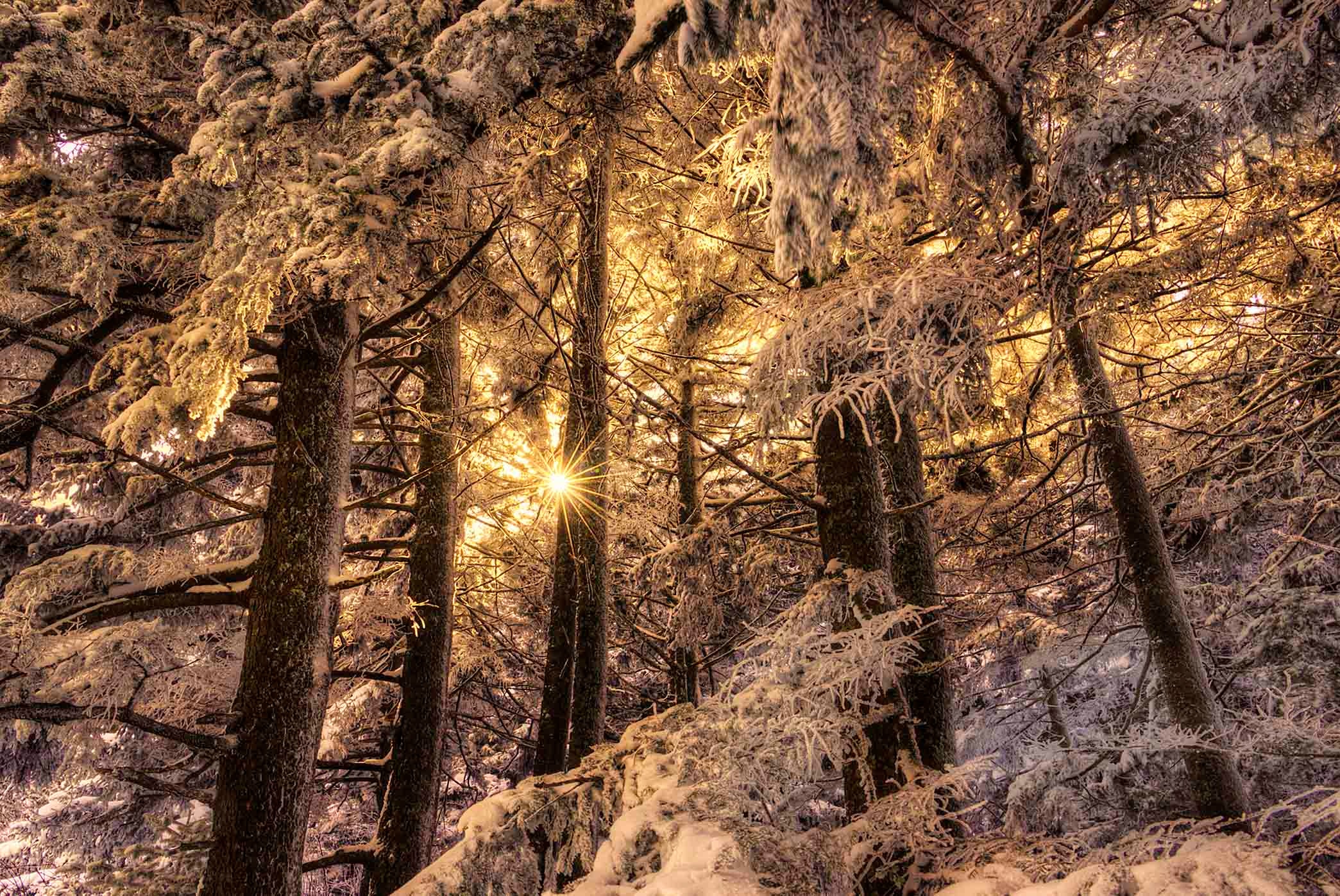 Snow-covered spruce forest glowing with warm golden light from within at night