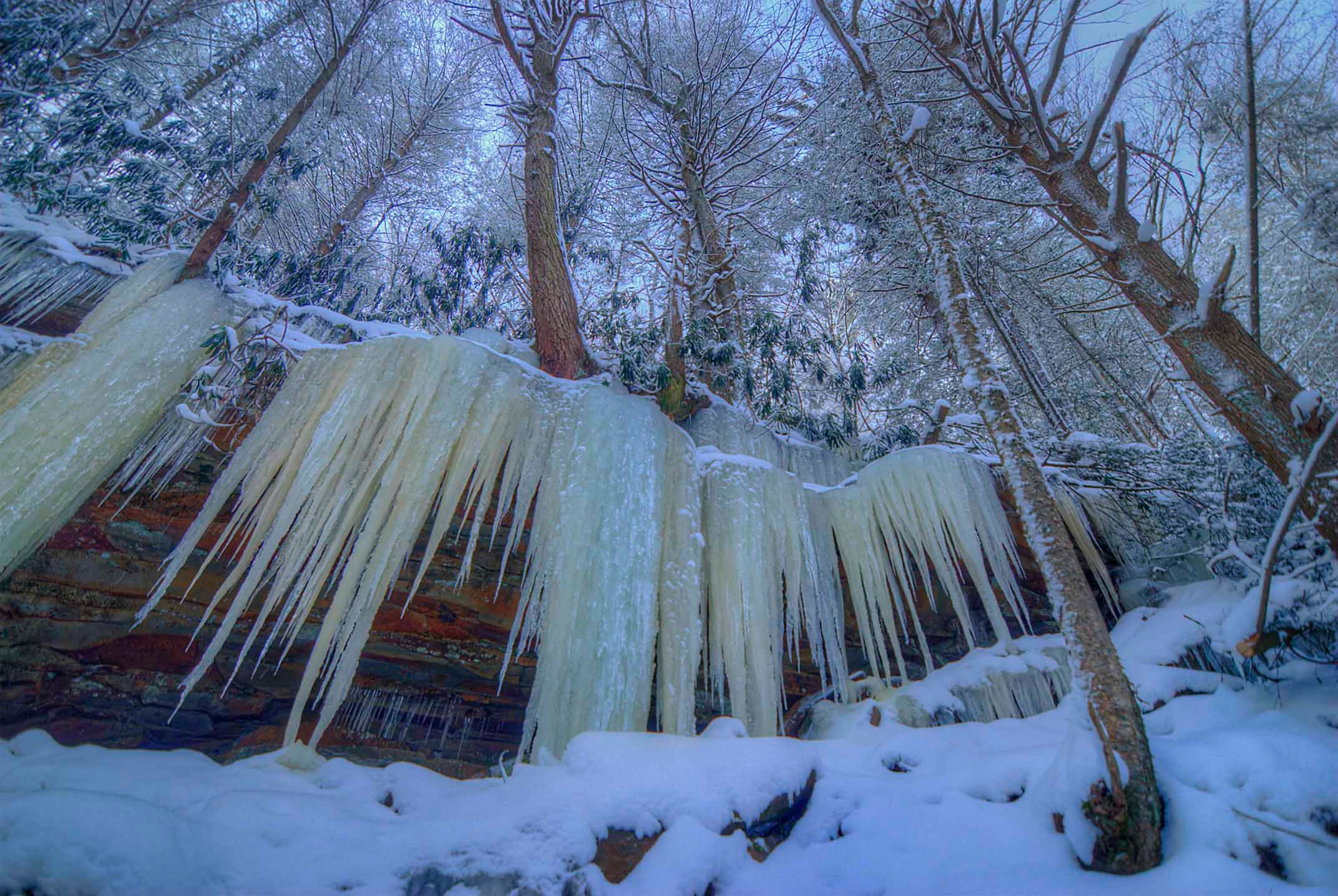 Dramatic curtains of golden icicles hanging from layered sandstone cliffs in a snowy forest