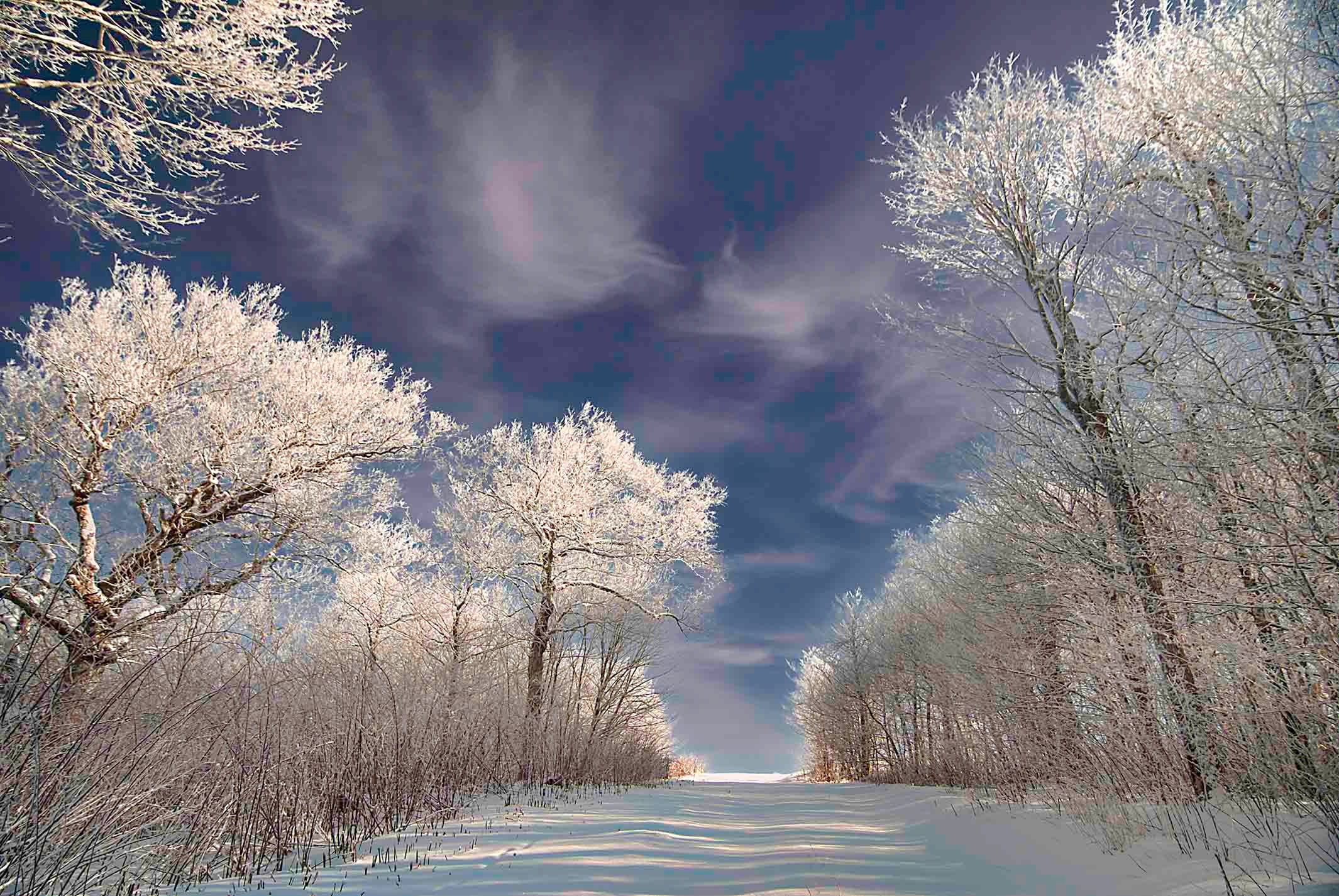 Frost-covered trees lining a snow-white path under a dramatic deep blue winter sky