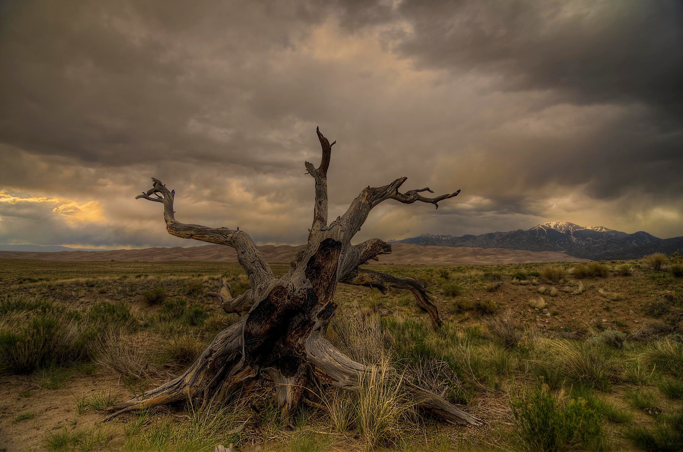 A gnarled dead tree stands against a stormy sky with the Great Sand Dunes and Sangre de Cristo Mountains in the distance, Colorado