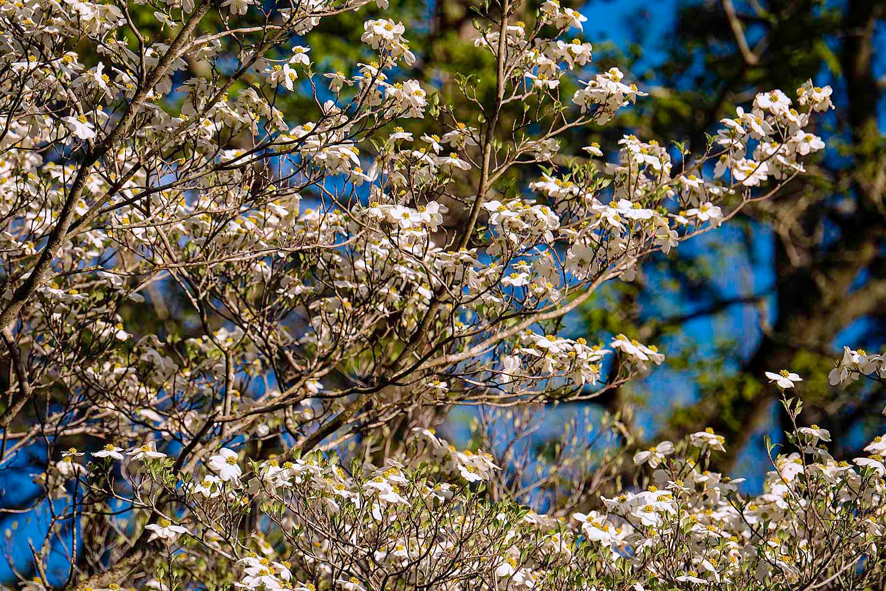 White dogwood blossoms covering branches against a blue spring sky