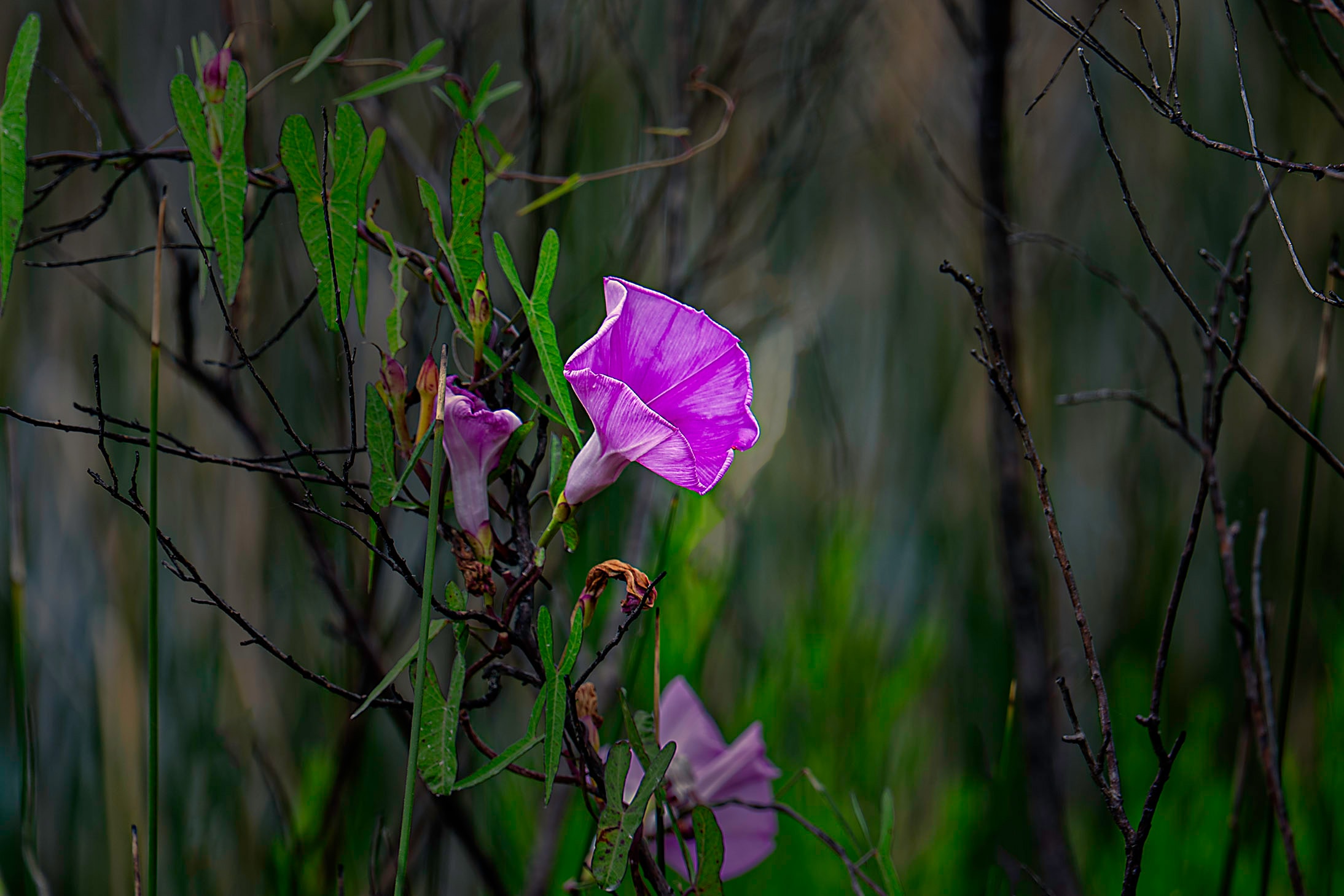 Purple wildflowers catching the light among spring foliage