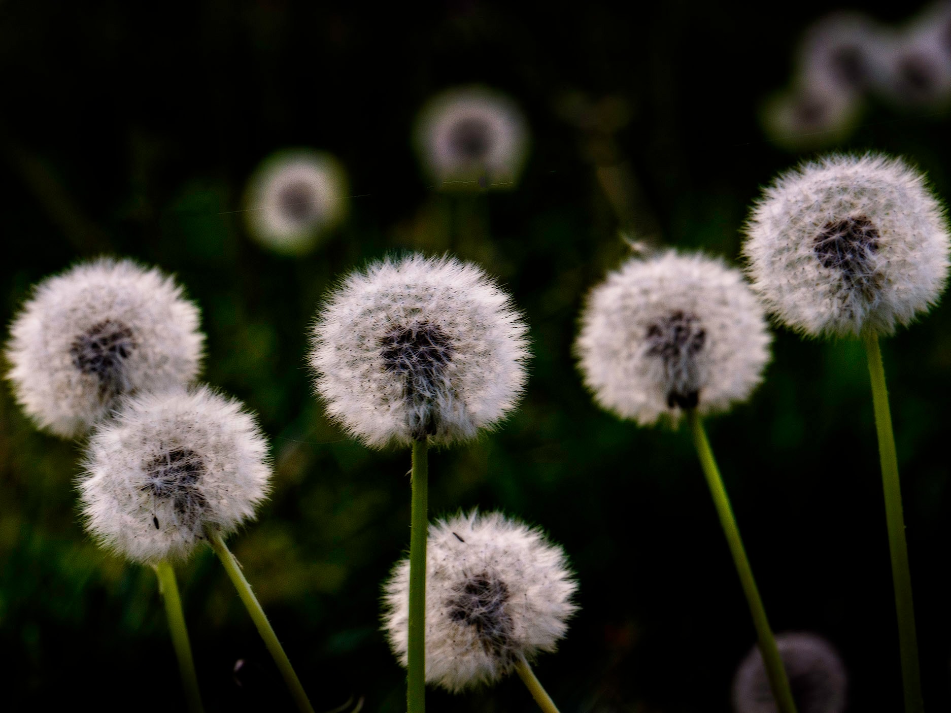 Dandelion seedheads glowing against a dark background