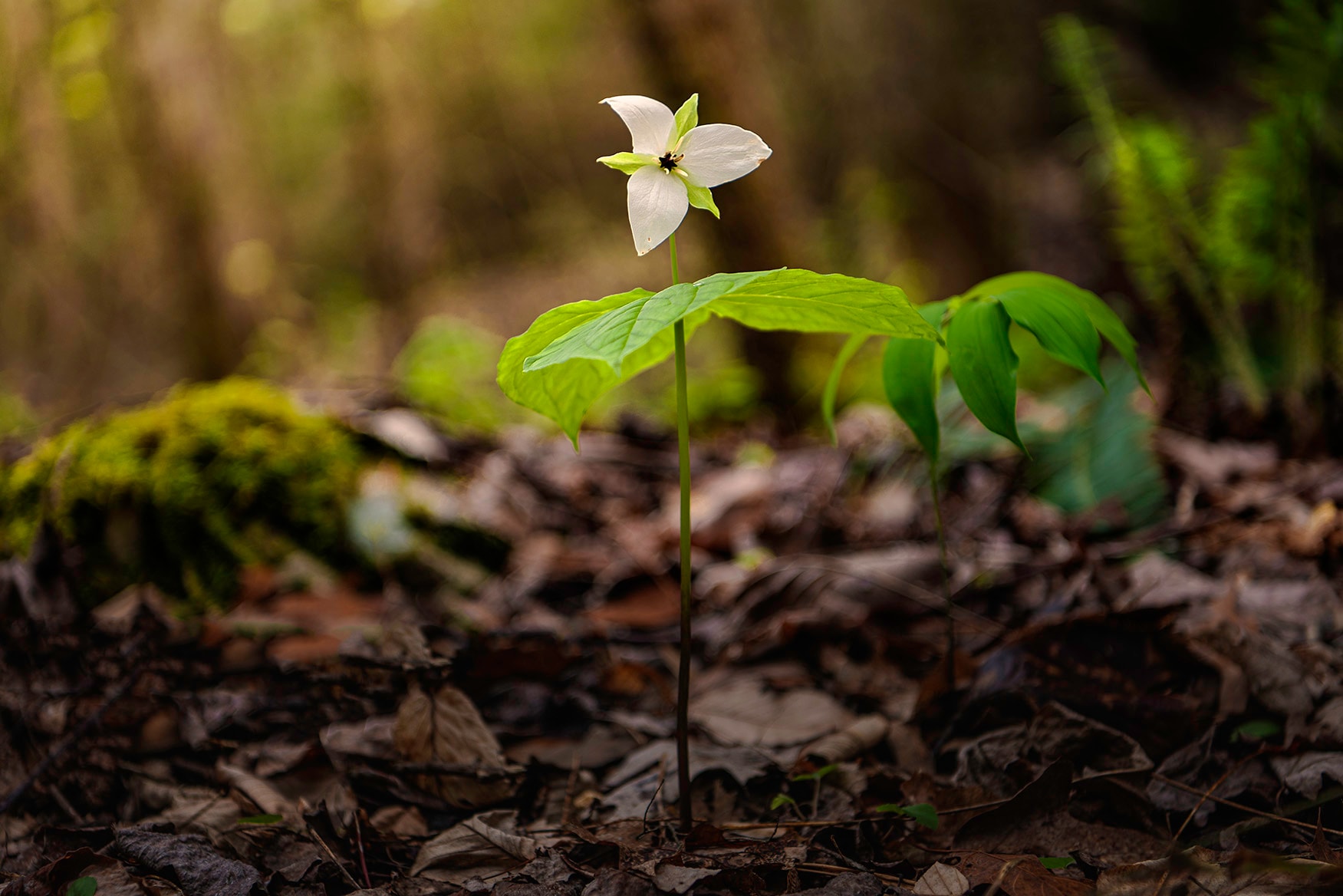 Solitary white flower emerging from the forest floor