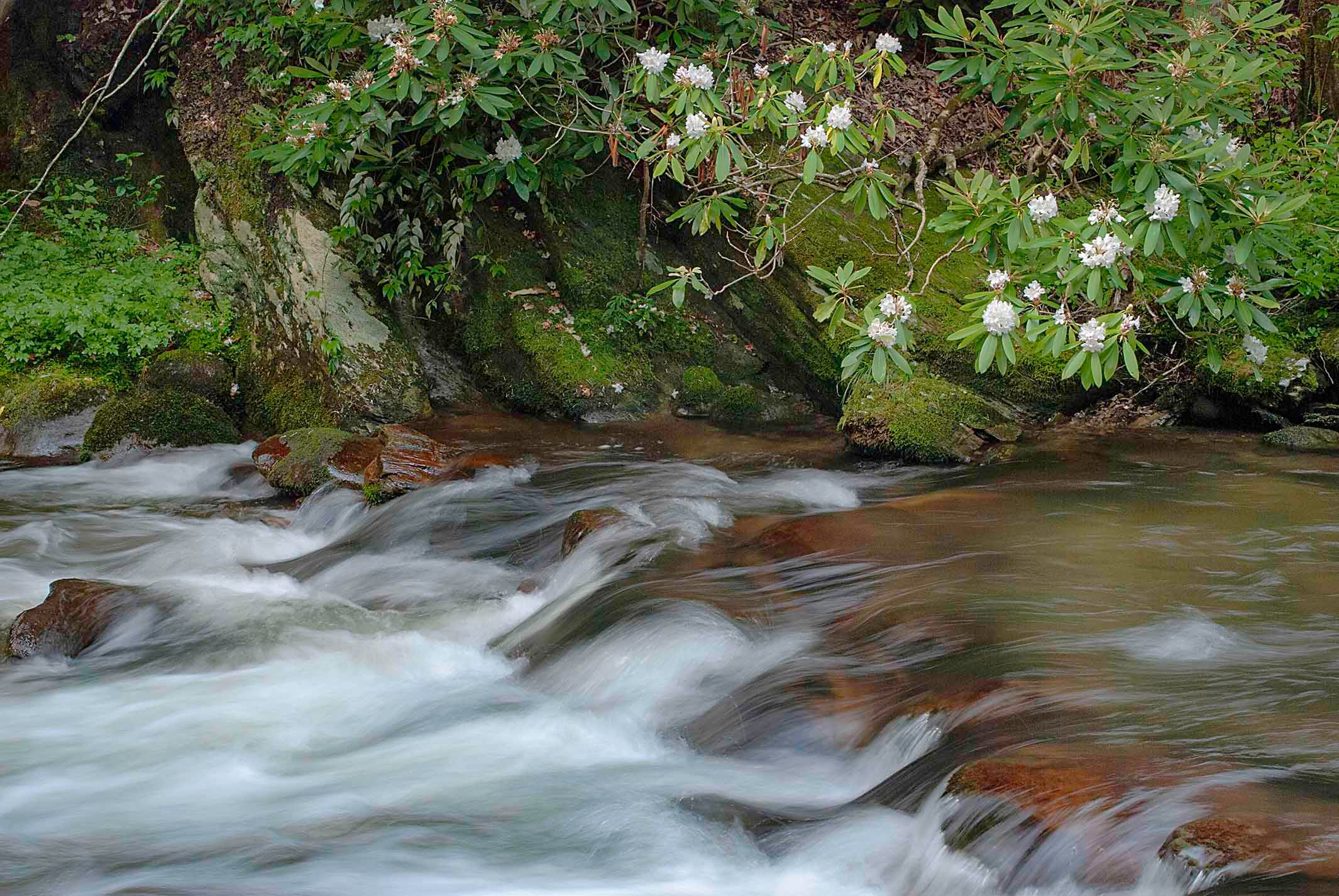 Rocky Fork stream rushing over stones with rhododendron in bloom