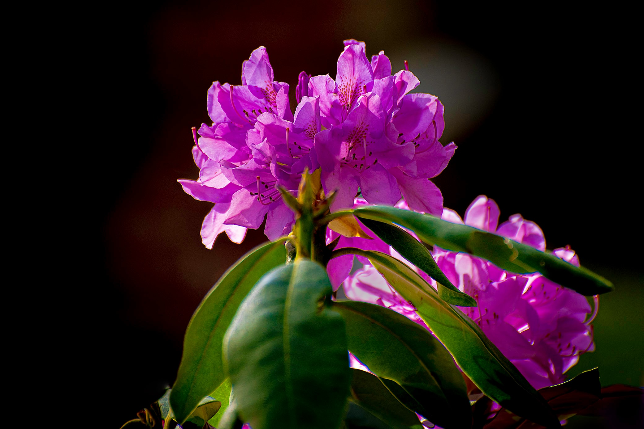 Magenta rhododendron blooms shining against a dark background