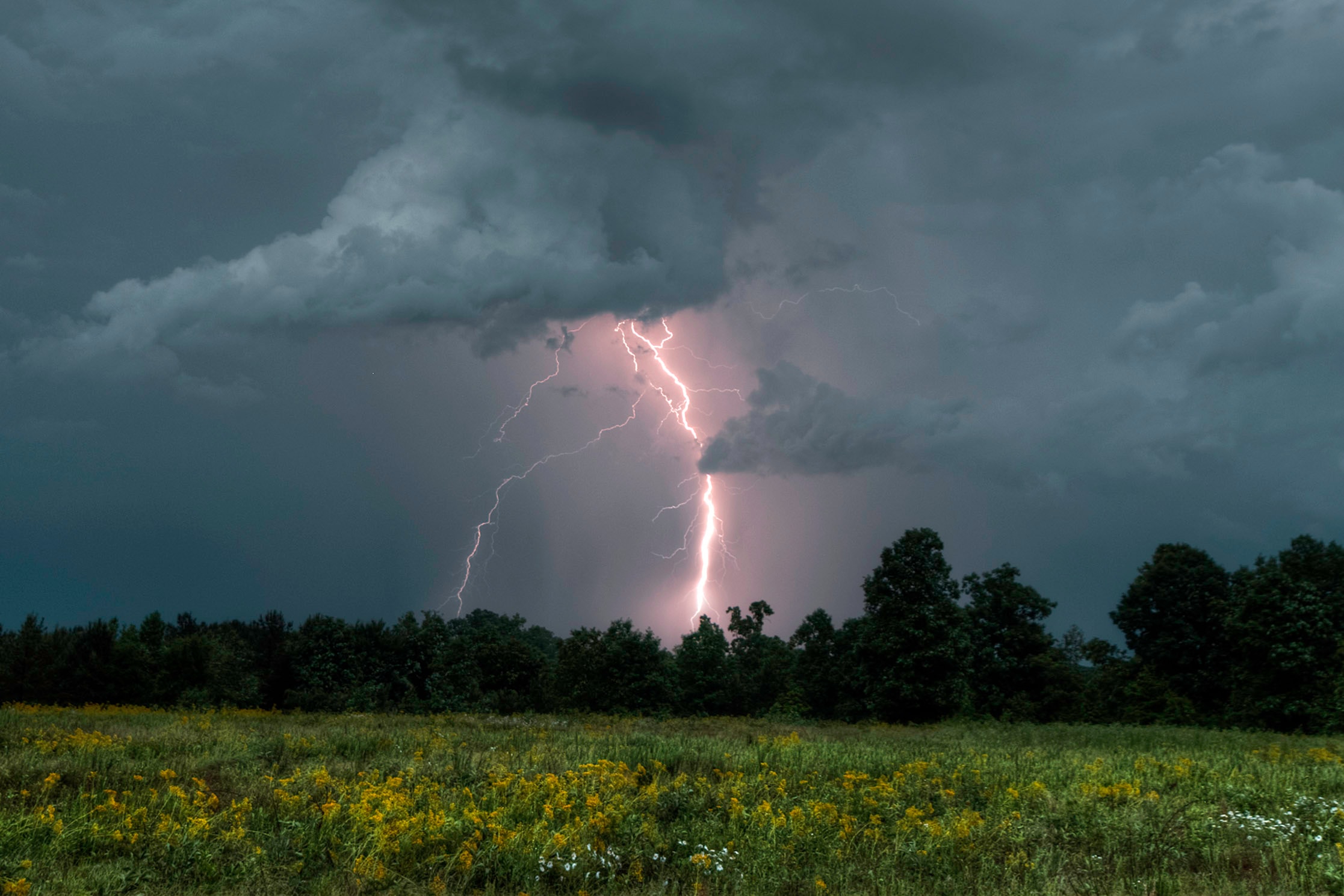 Twin lightning bolts striking behind a treeline above a wildflower meadow under a dark late-summer storm sky